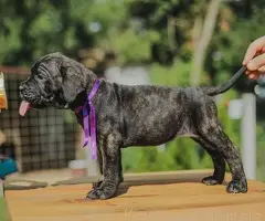 Cane Corso štenci