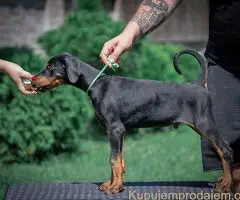 Doberman stenci