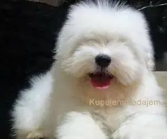 Coton de Tulear stenci