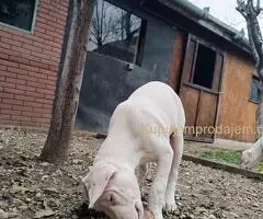 Dogo argentino štenci