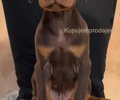 Doberman štenci