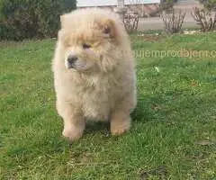 Cau cau Chow chow stenad