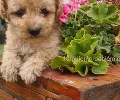 Labradoodle prelepi štenci