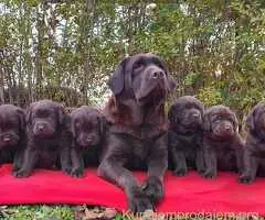 Labrador retriver čokoladni štenci