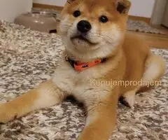 Shiba inu stenci povoljno