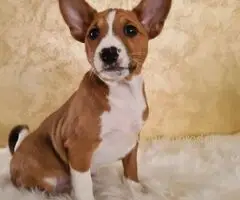 Basenji štenci