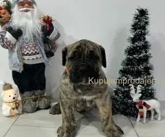 Preca Canario Kanarska doga štenci