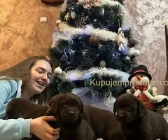 Čokoladni i crni štenci Labrador Retrievera