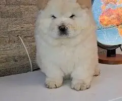 chow chow