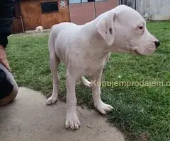 Dogo argentino štenci