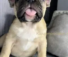 Francuski Buldog stenci