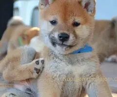 Shiba inu štenci