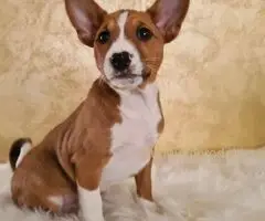 Basenji stenci