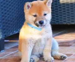 Shiba inu stenci