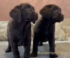 Čokoladni i crni štenci Labrador Retrievera