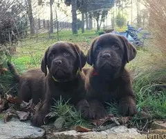 Labrador retriver čokoladni štenci na prodaju