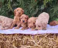 Labradoodle prelepi štenci