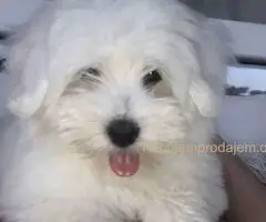 Coton de Tulear (Tulearski pas) štenci