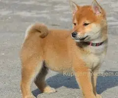 Shiba inu stenci