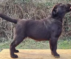 Labrador retriver čokoladni štenci