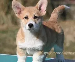 Velški korgi/Welsh Corgi Pembroke