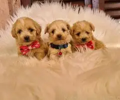 Mini Maltipoo PRELEPI štenci