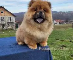 Čau Čau Chow Chow Štenci