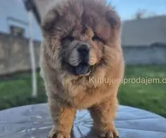 Na prodaju stene Chow Chow staro tri meseca