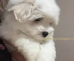 Coton de Tulear (Tulearski pas) štenci